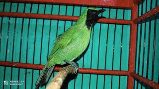 Cucak Ijo Mini mangil lawan... ngajak tarung