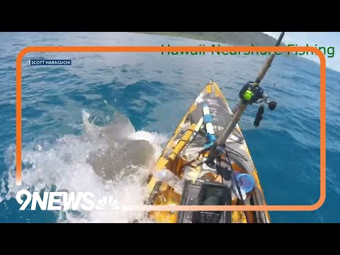 Shark attack on kayak caught on camera