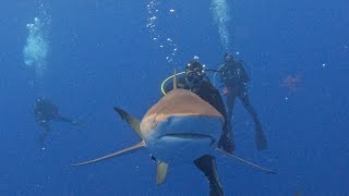 South, Florida Diving. When life gives you lemons you go diving with them.