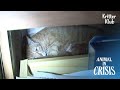 Mamá gata le dice a sus gatitos que no lloren o más personas se quitarán la vida | Animal en crisis