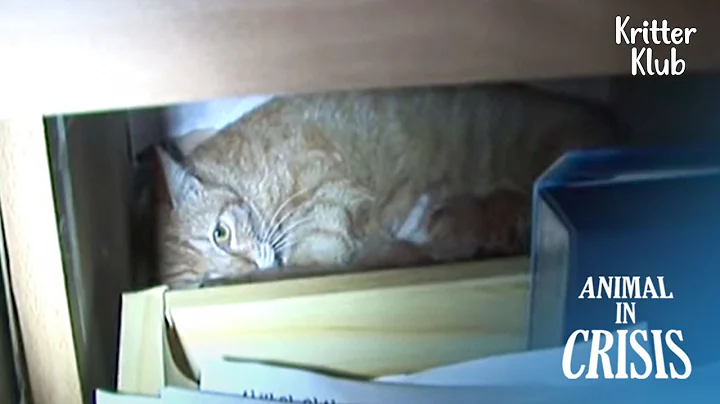 Mom Cat Tells Her Kittens Not To Cry Or Else People Will Take Their Lives | Animal in Crisis EP223 - DayDayNews