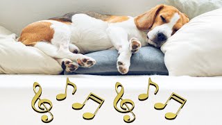 Relax Canino: Natura e Musica per Cani Sereni - 1 ORA! 🐾 by Funny Pets 111 views 4 months ago 1 hour