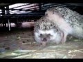 Hedgehog boy DENIED!!