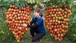 Download Lagu Harvesting Giant Tropical Tomato Selling at The Market | Enjoy Musang King Durian Dinner at Home MP3 Download Lagu Harvesting Giant Tropical Tomato Selling at The Market | Enjoy Musang King Durian Dinner at Home MP3