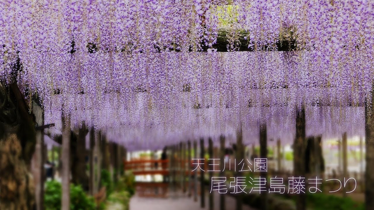 Tennogawa Park Wisteria Festival Daisuke Tw 痞客邦