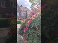 #eindhoven#flowers#spring#shortvideos#shortsviral#shorts#ytshorts#plasesubscribe
