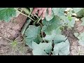 How to grow cucumber  kheera ki fasal  agriculture ch farm