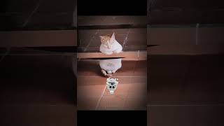 Cats acting like human 💀