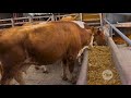 Ganado Simmental para lechería especializada