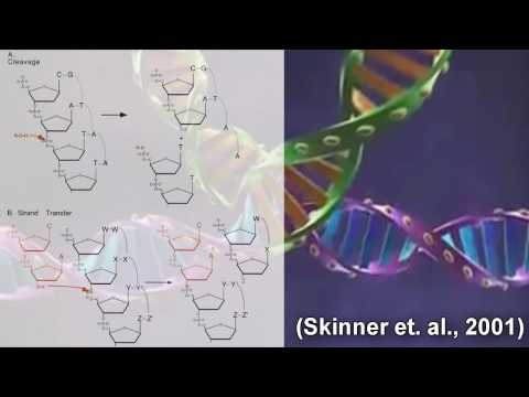 Vídeo: Nomenclatura Para Loci De Retrovirus Endógeno (ERV)