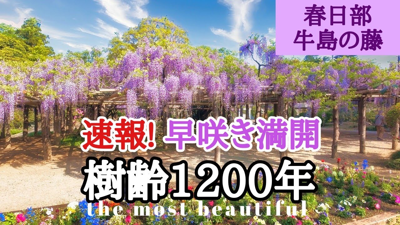 春日部🪻牛島の藤(藤花園)【今が見頃の藤の花です】早咲きは満開。5～6分咲き。多くの人が訪れて(2025.4.22) The  Wisteria in Usijima kasuakbe japan