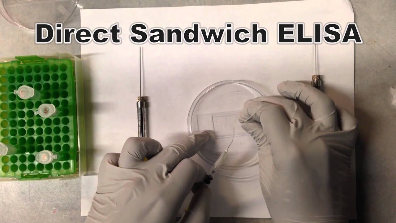 Biosensor for Food Allergen Detection - YouTube