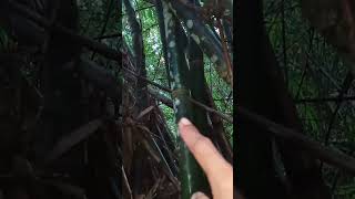 bambu combong tidak tembus