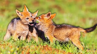 Newborn Den Jackal Pups Survive Afric Greatest Predators Extreme Animal Babies Real Wild