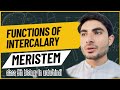functions of intercalary meristem in urdu |abdur Rahman official|