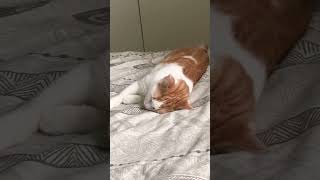 Celebrity Whole body shaking while sleeping 🤔 #shorts #catshorts #catlover #catvideos Profile
