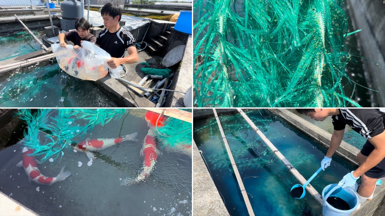 [Нерест Нишикигои] Сезон размножения открыт! Мы расскажем всё: от подготовки к нересту до методов...