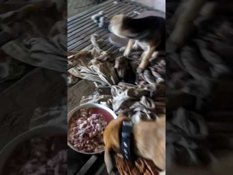 วีดีโอ: อิสรภาพผ่านการฝึกสุนัขสายจูง