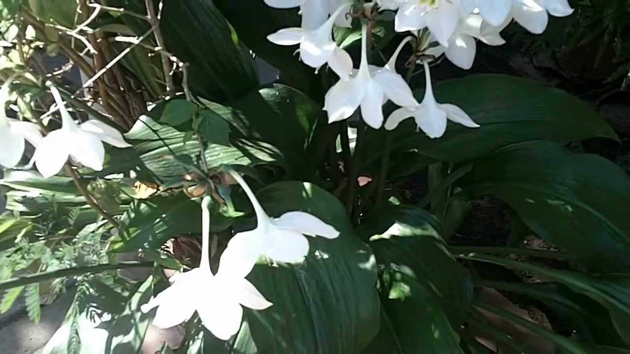 Lirio del Amazonas Amazonico Plantas de Interior de Flor Blancas | Eucharis  Lírio do Amazônas - YouTube