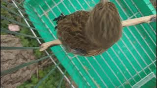 تغريد انثى التفاحي 🔥