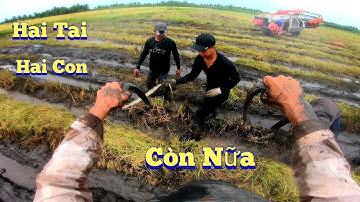 Chạy Theo Máy Cắt Lúa Nào Ngờ Chụp Cá Chuột Đồng Thật Là Đã Tay!