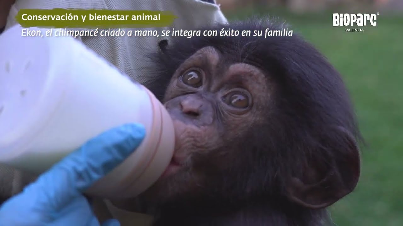 BIOPARC Valencia rememora los hitos del 2025 en el mes de su 18º Aniversario 🦁🐘🦍🦒