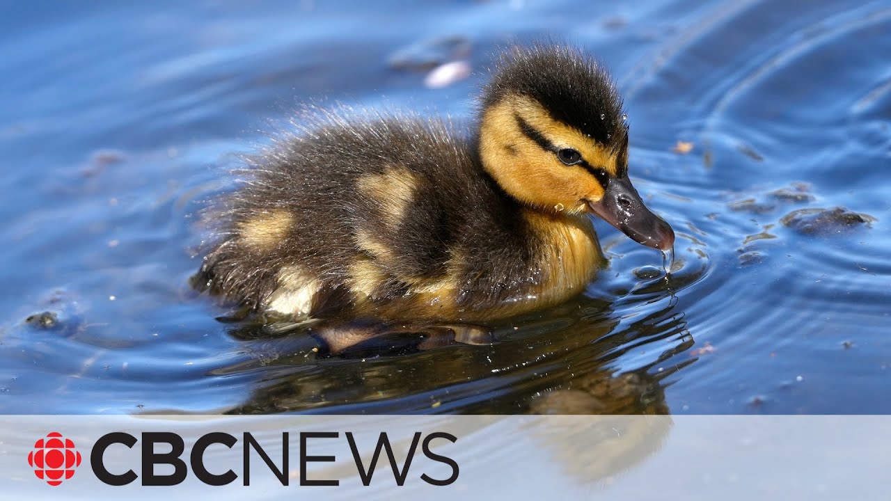 Influx of baby animals in need of care in Alberta