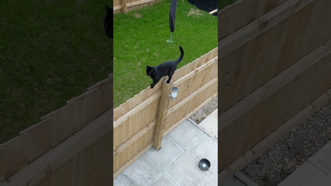 video phone beyonce mp3 Cat Walks Along Top of Fence