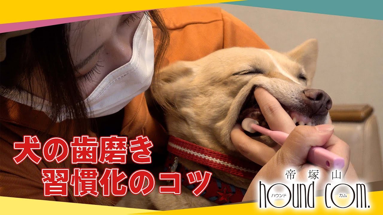 トリマーに聞いてみた 歯磨きを習慣化させるコツ 帝塚山ハウンドカム Youtube