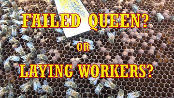 Beekeeping: Failed Queen or Laying Workers? Fixing a Queenless Hive