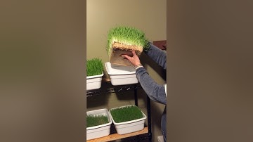 Step by step DIY easy grow fodder system