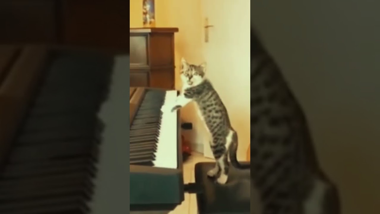 cat plays mario theme