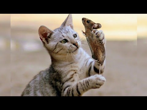 Vídeo: Por Que Os Gatos Trazem Ratos Para Seu Mestre?