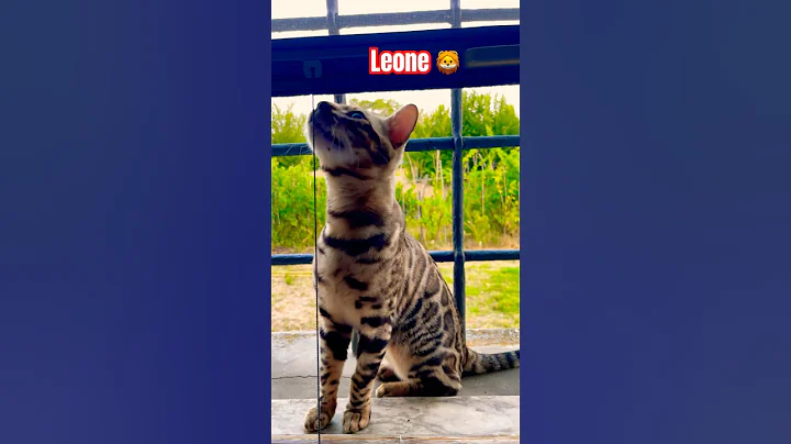 Watch the video about GattoBengala🐈🦁 #cat #bengals #kitten #animals #bengalcat #chat #pets #funnycats #shorts #love 🦁❤️