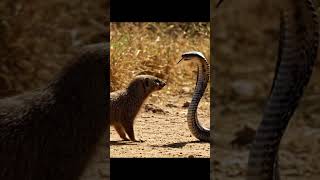 Cobra snake VS Mongoose  #kingcobra #wildliferescue #kingsnake #animals #cobra