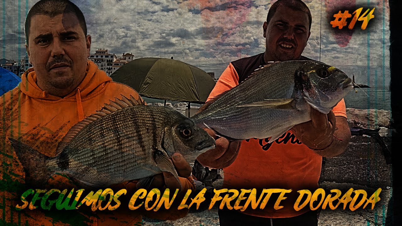 TREMENDA JORNADA SURFCASTING en PUERTO BANUS con CAPTURAS de DORADA , SARGUETÓN
