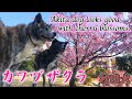 【大型犬】桜が似合う秋田犬!秋馬とお菊は桜に興味を示すのか...?【akita】