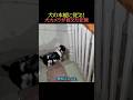 犬の本能に従え！