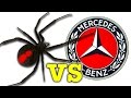 Scary Redback Spider Vs Mercedes Benz You Won&#39;t Believe What I Caught!
