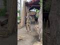 Big bambo Cutting process with handmade #shorts #viral #reels