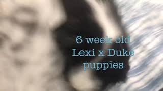 Cute Australian shepherd moments by Davishire Australian Shepherds 111 views 5 years ago 4 minutes, 29 seconds