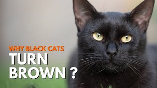 Why do black cats turn brown?