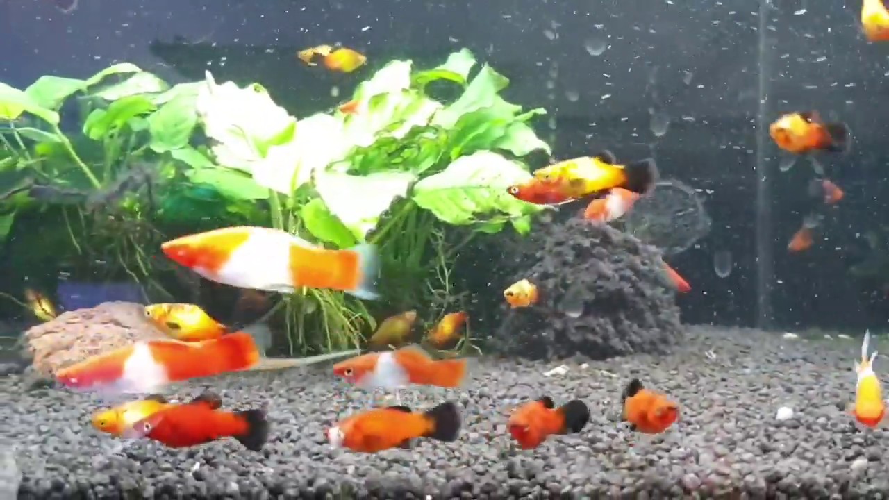 Platys Xiphophorus Hellerii Koi Kohaku YouTube platys-xiphophorus-hellerii-koi-kohaku-youtube
