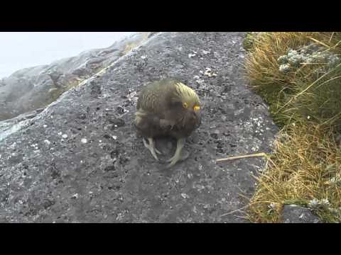 Kea parrot New Zealand Kea parrot New Zealand