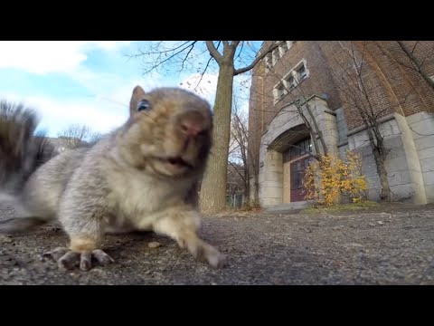 GoProが気になるリス  