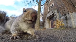 Squirrel steals GoPro and carries it up a tree