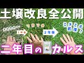 【費用・手順も全公開！】二年間で緑の絨毯に！雑草も病害も乗り越えてミッチリ密度芝生の完成‼（微生物資材カルスNC-R 土壌改良二年間のキセキ）