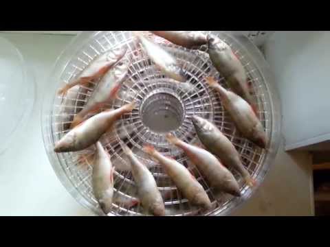 Video: How To Salt Roach For Drying