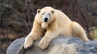 Merciless Polar Bears Crushing Their Prey To Death