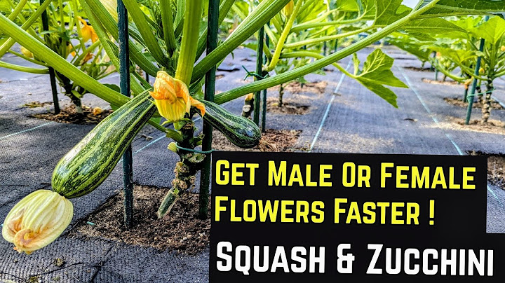 How To Get Male or Female Flowers Faster on Squash & Zucchini Plants ! #greentgarden #gardening